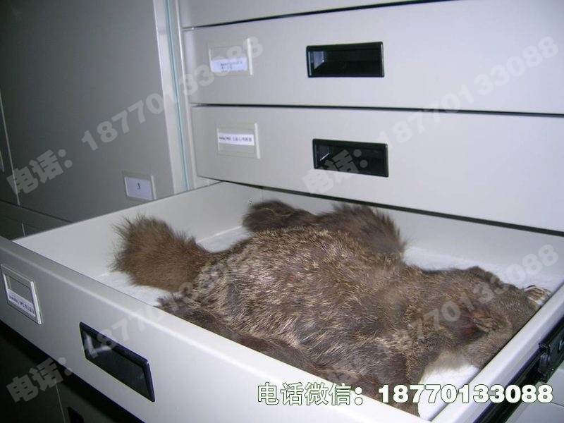 龙山动物标本密集柜